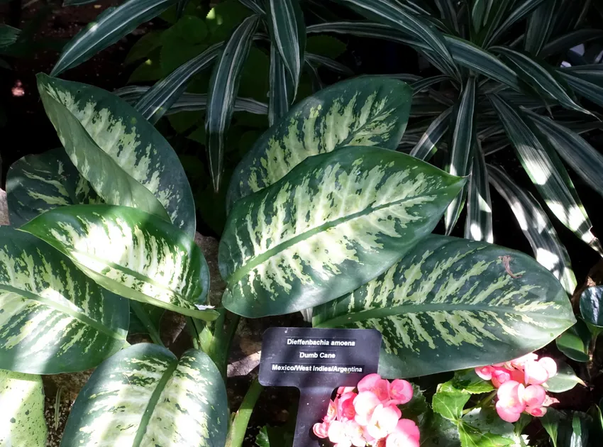 dieffenbachia amoena plant showing characteristic features