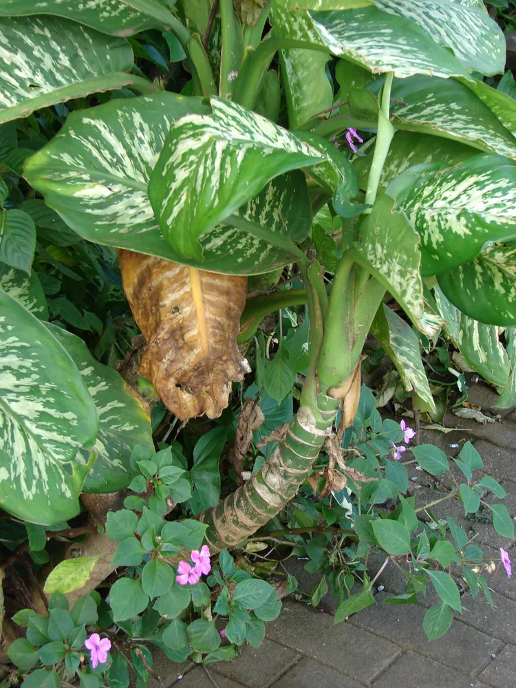 dieffenbachia amoena plant showing characteristic features