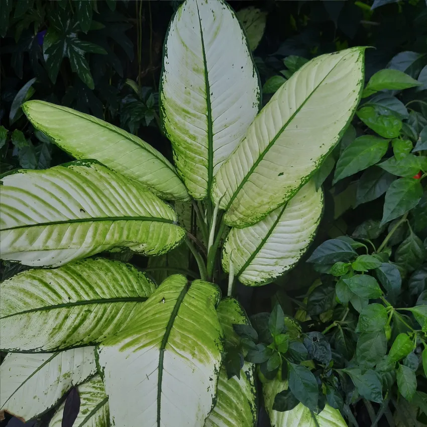 dieffenbachia amoena plant showing characteristic features