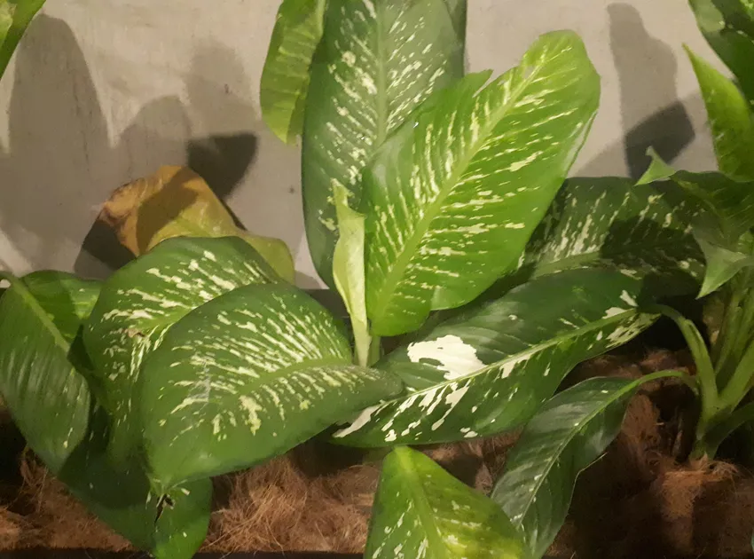 dieffenbachia amoena plant showing characteristic features