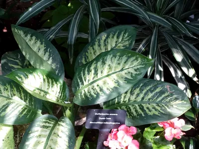 thumbnail dieffenbachia amoena