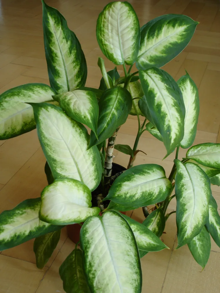 dieffenbachia bowmannii plant showing characteristic features