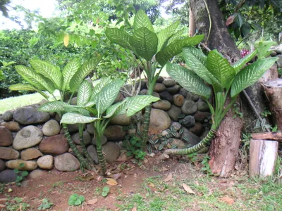 thumbnail dieffenbachia bowmannii