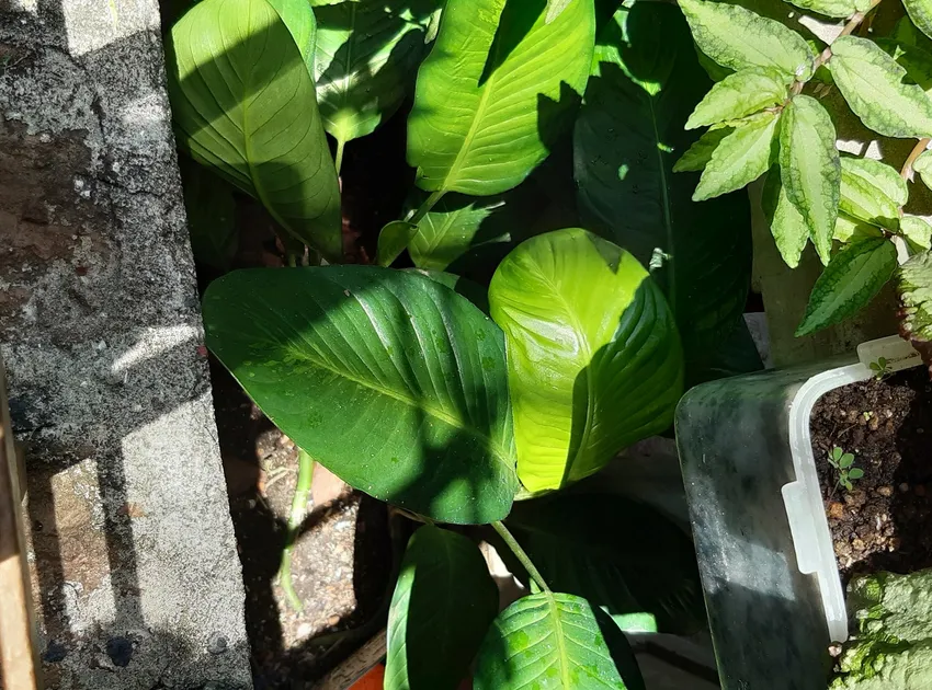 dieffenbachia longispatha plant showing characteristic features