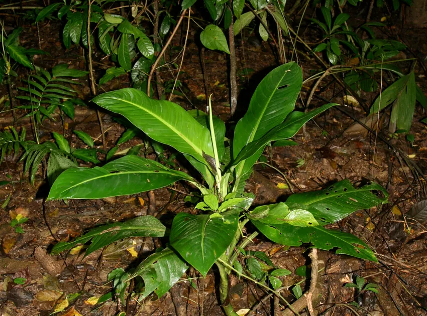 dieffenbachia longispatha plant showing characteristic features