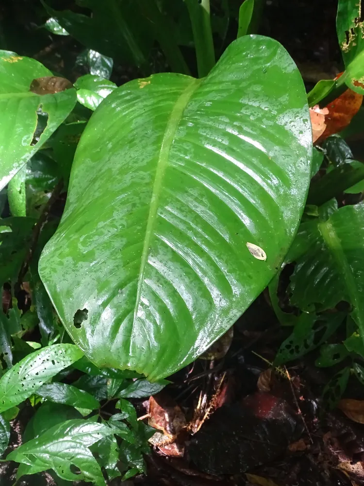 dieffenbachia longispatha plant showing characteristic features