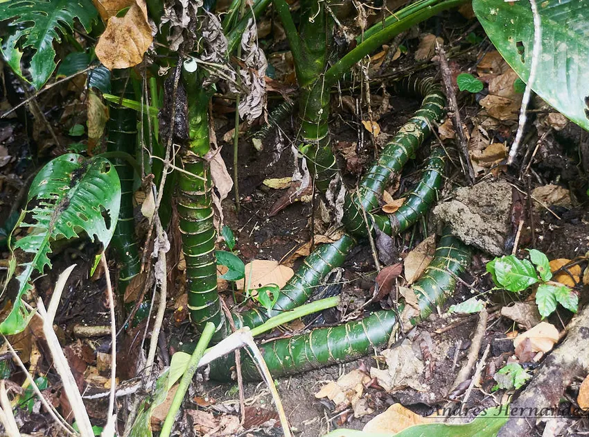 dieffenbachia longispatha plant showing characteristic features