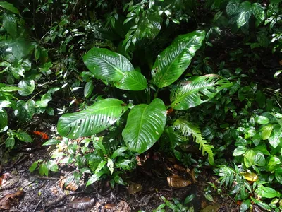 thumbnail dieffenbachia longispatha