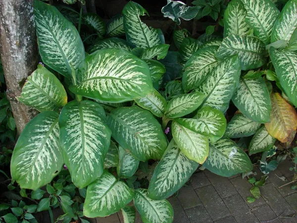 dieffenbachia maculata plant showing characteristic features