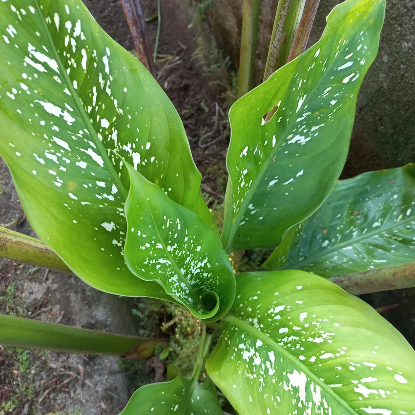 dieffenbachia maculata plant showing characteristic features