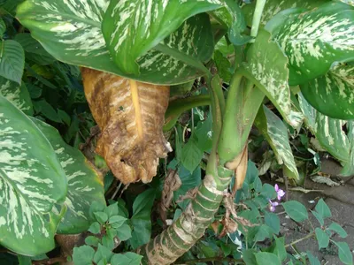 thumbnail dieffenbachia maculata