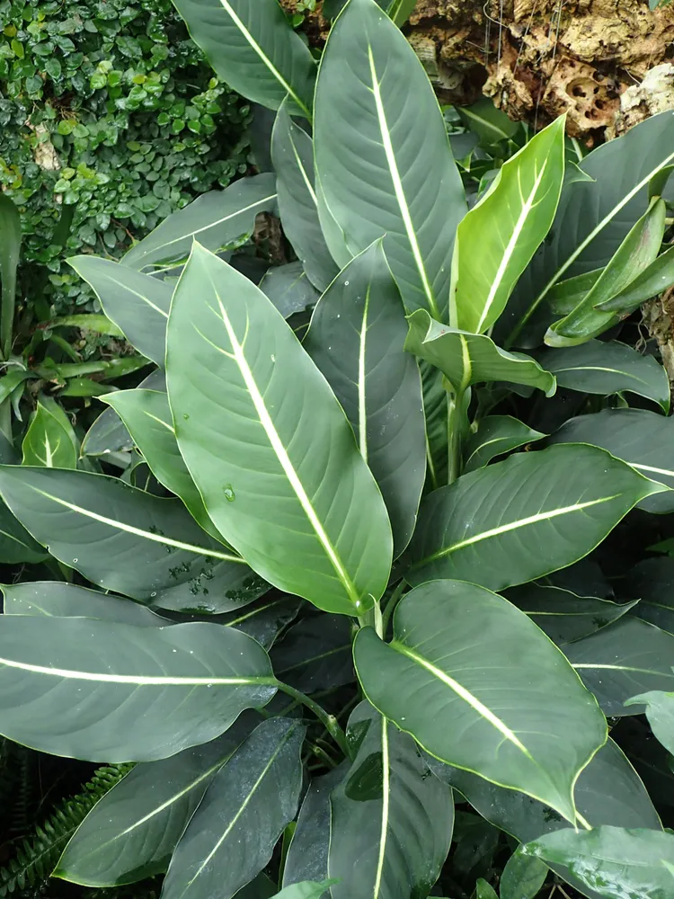 dieffenbachia oerstedii plant showing characteristic features