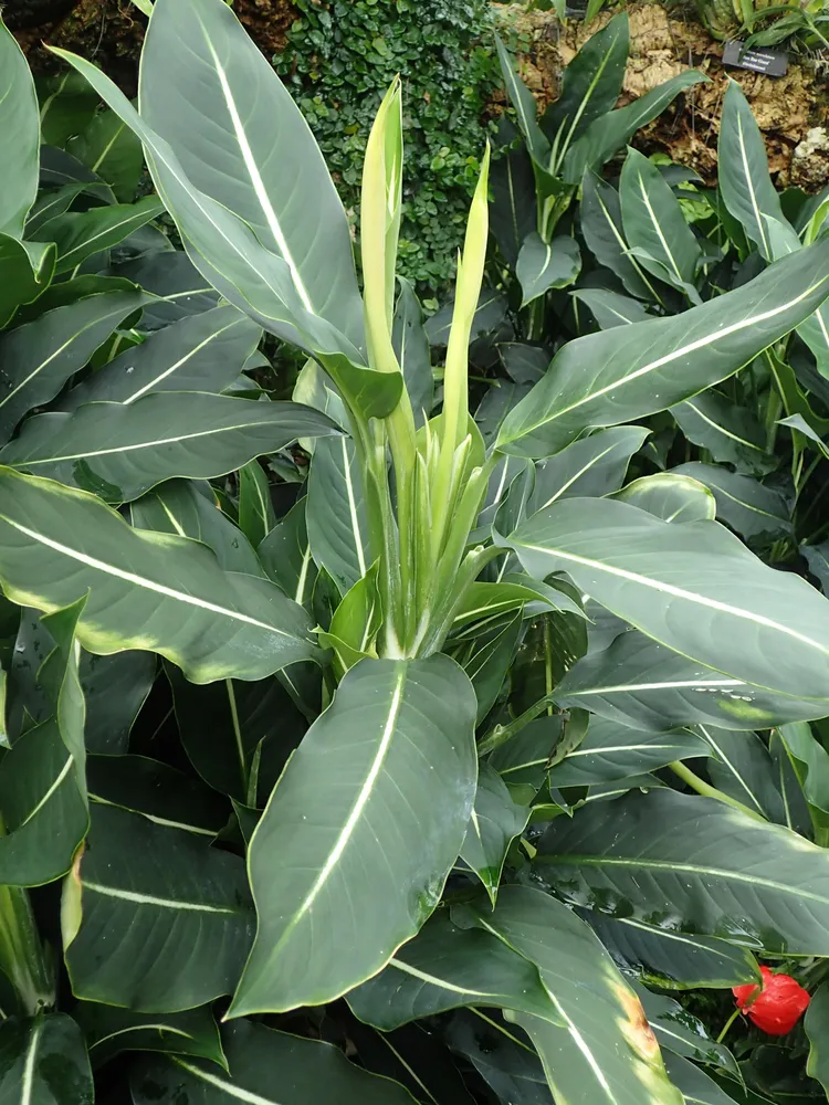 dieffenbachia oerstedii plant showing characteristic features