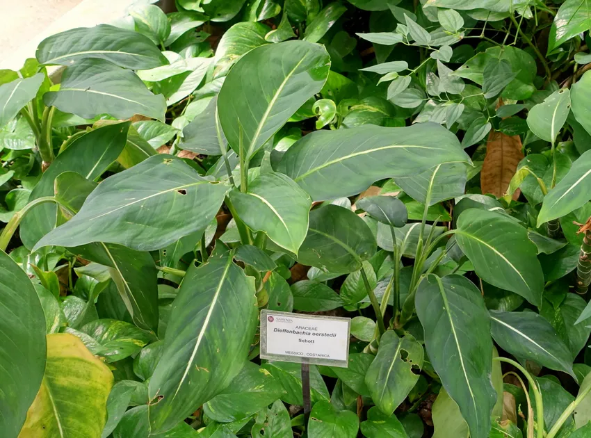 dieffenbachia oerstedii plant showing characteristic features