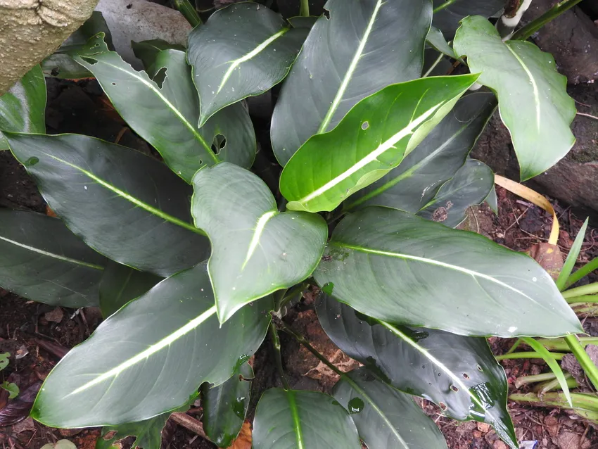 dieffenbachia oerstedii plant showing characteristic features