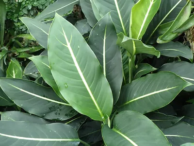 thumbnail dieffenbachia oerstedii