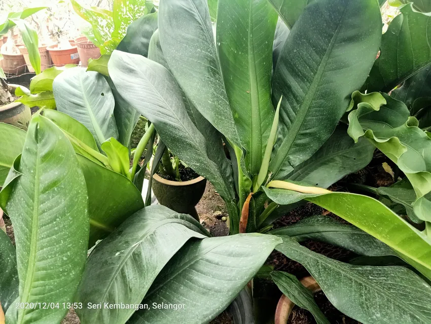 dieffenbachia paludicola plant showing characteristic features