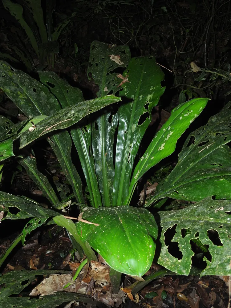 dieffenbachia paludicola plant showing characteristic features