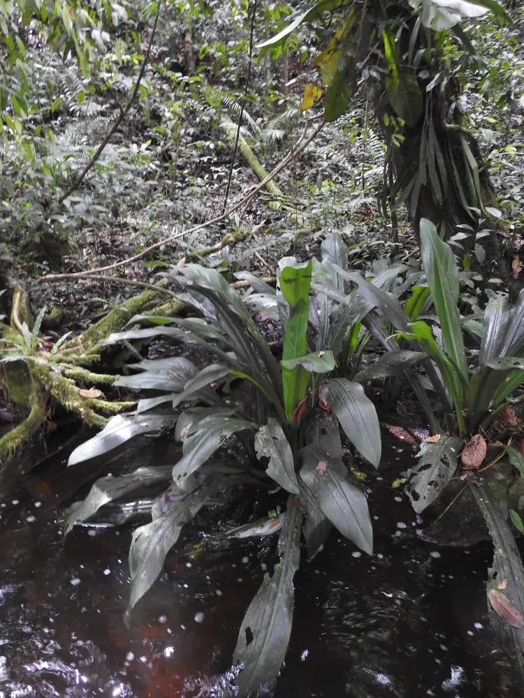 dieffenbachia paludicola plant showing characteristic features