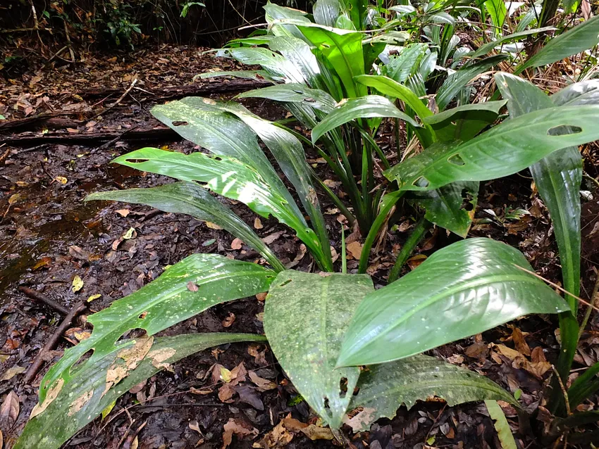 dieffenbachia paludicola plant showing characteristic features