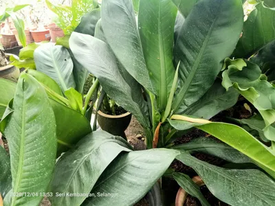 thumbnail dieffenbachia paludicola
