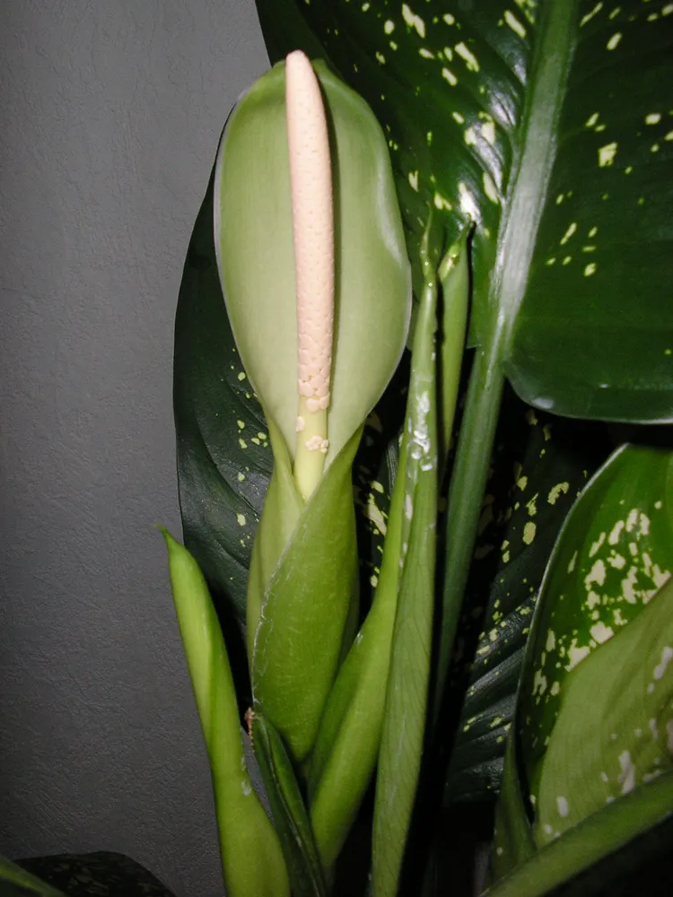 dieffenbachia seguine plant showing characteristic features