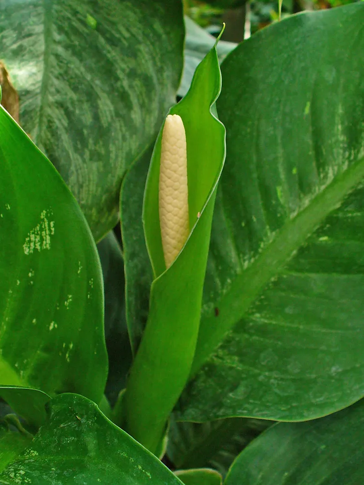 dieffenbachia seguine plant showing characteristic features