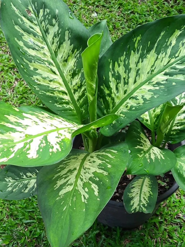 dieffenbachia seguine plant showing characteristic features