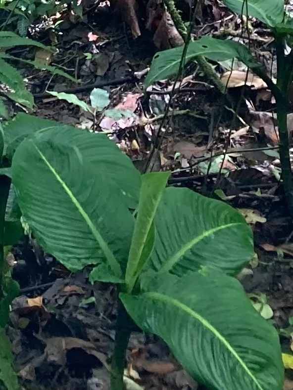 dieffenbachia tonduzii plant showing characteristic features