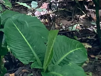 thumbnail dieffenbachia tonduzii