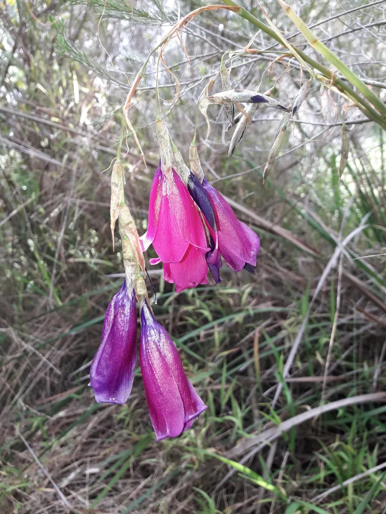 dierama pendulum plant showing characteristic features