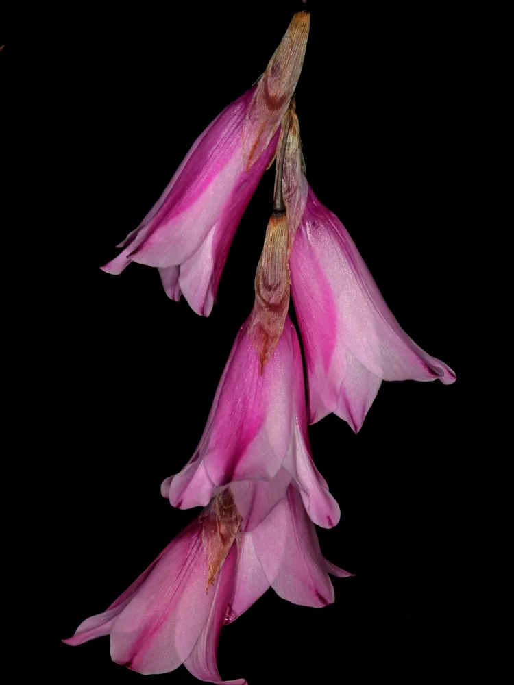 dierama pendulum plant showing characteristic features