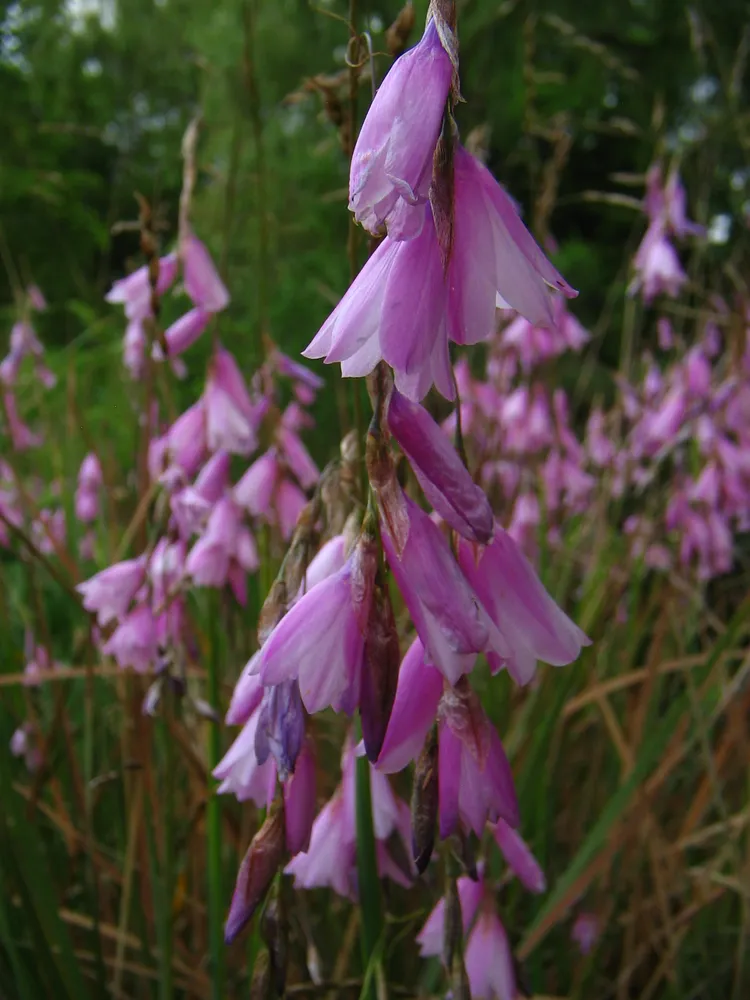 dierama pendulum plant showing characteristic features