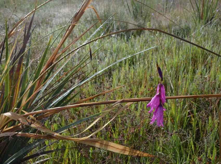 dierama pendulum plant showing characteristic features