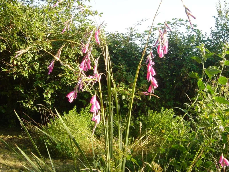dierama pulcherrimum plant showing characteristic features
