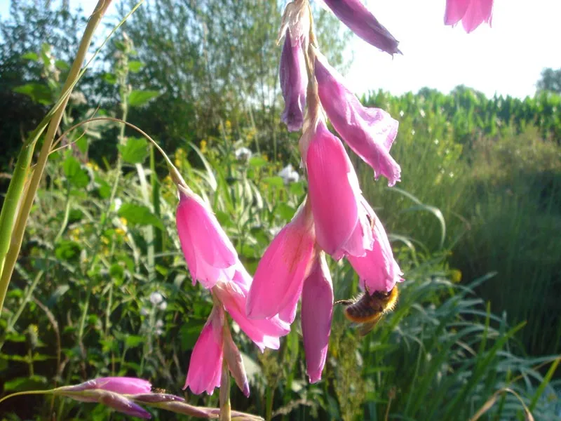 dierama pulcherrimum plant showing characteristic features