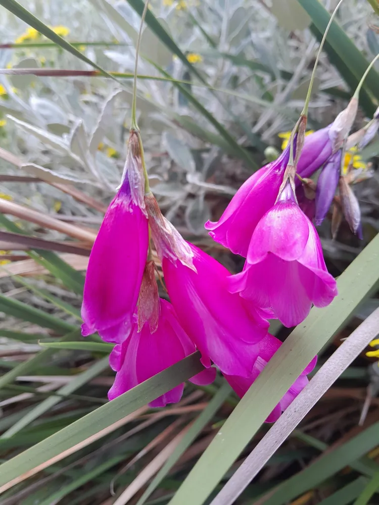 dierama pulcherrimum plant showing characteristic features