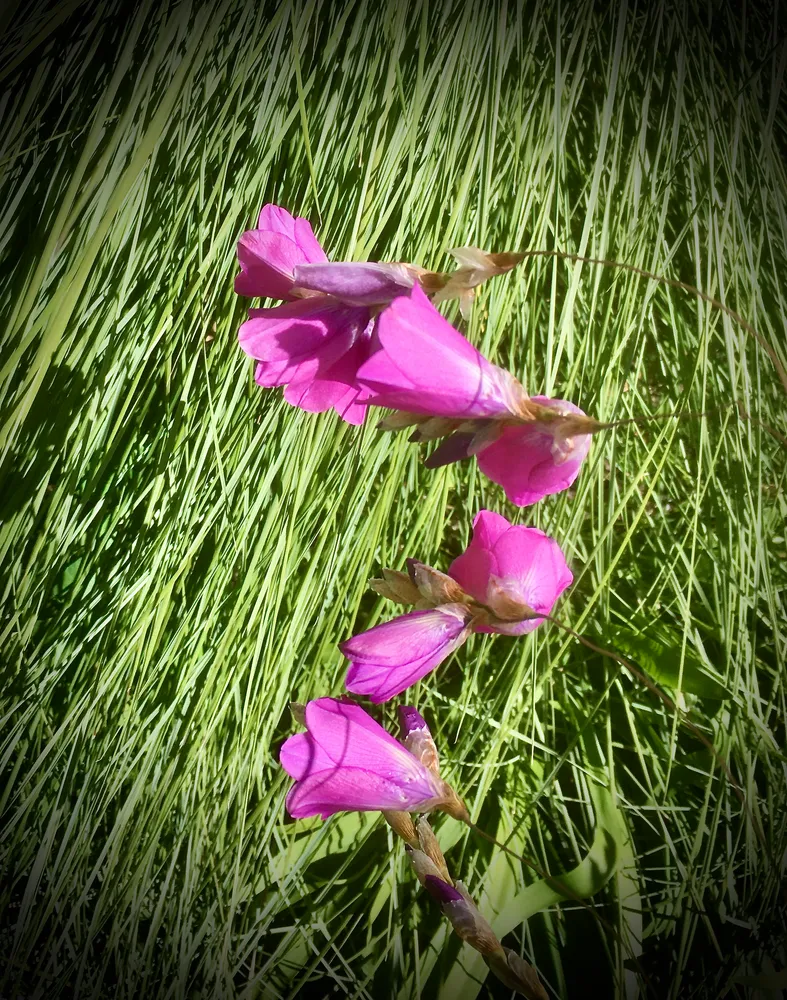 dierama pulcherrimum plant showing characteristic features