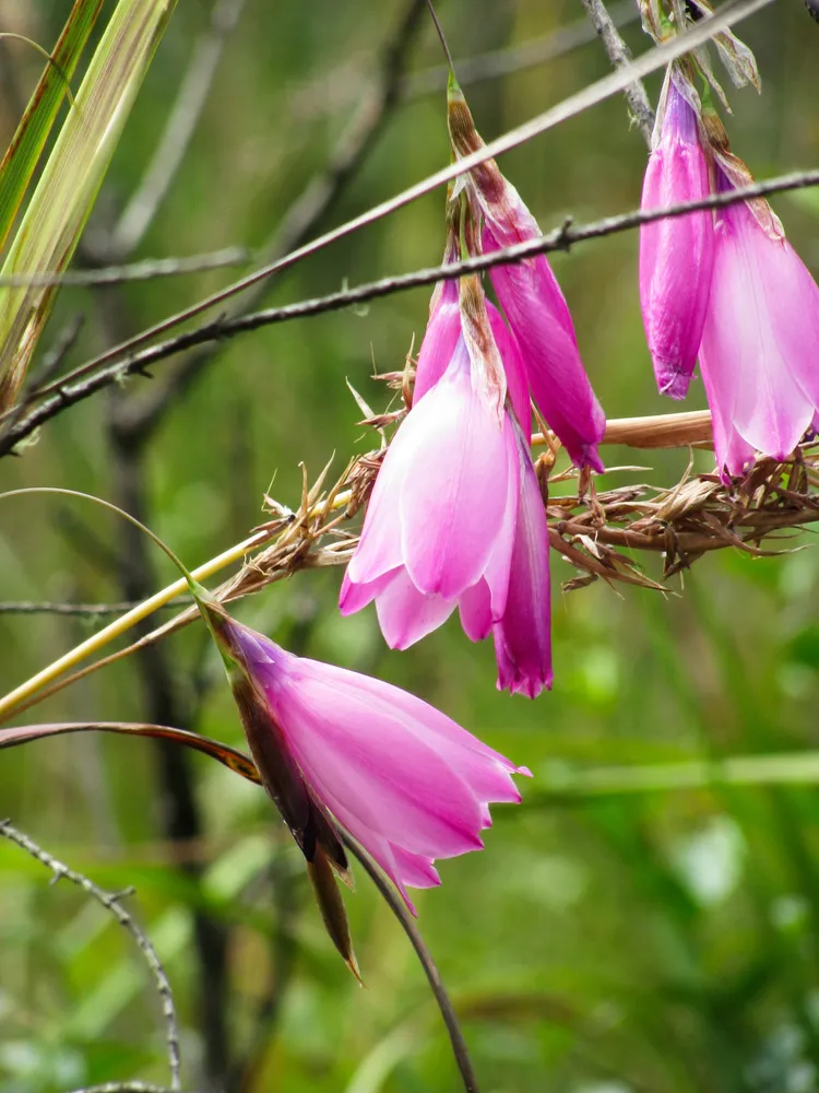 dierama pulcherrimum plant showing characteristic features