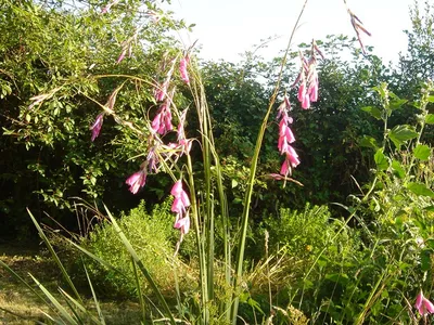 thumbnail dierama pulcherrimum
