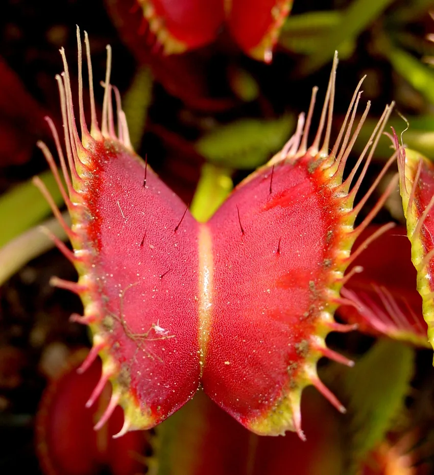 dionaea muscipula plant showing characteristic features