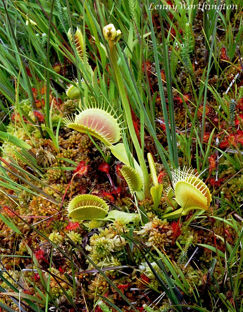 dionaea muscipula plant showing characteristic features