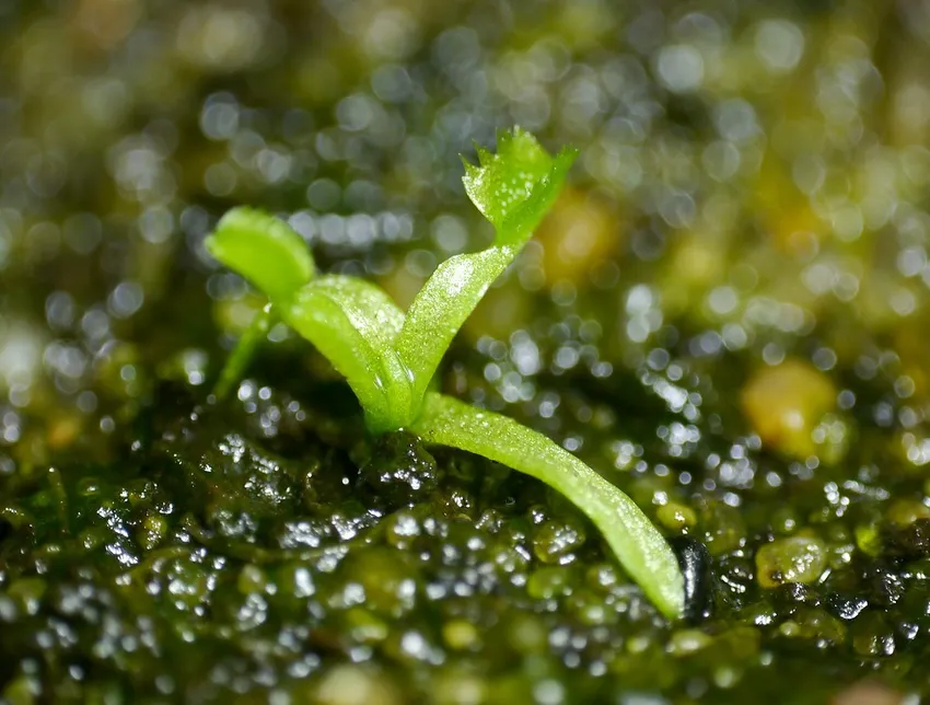 dionaea muscipula plant showing characteristic features