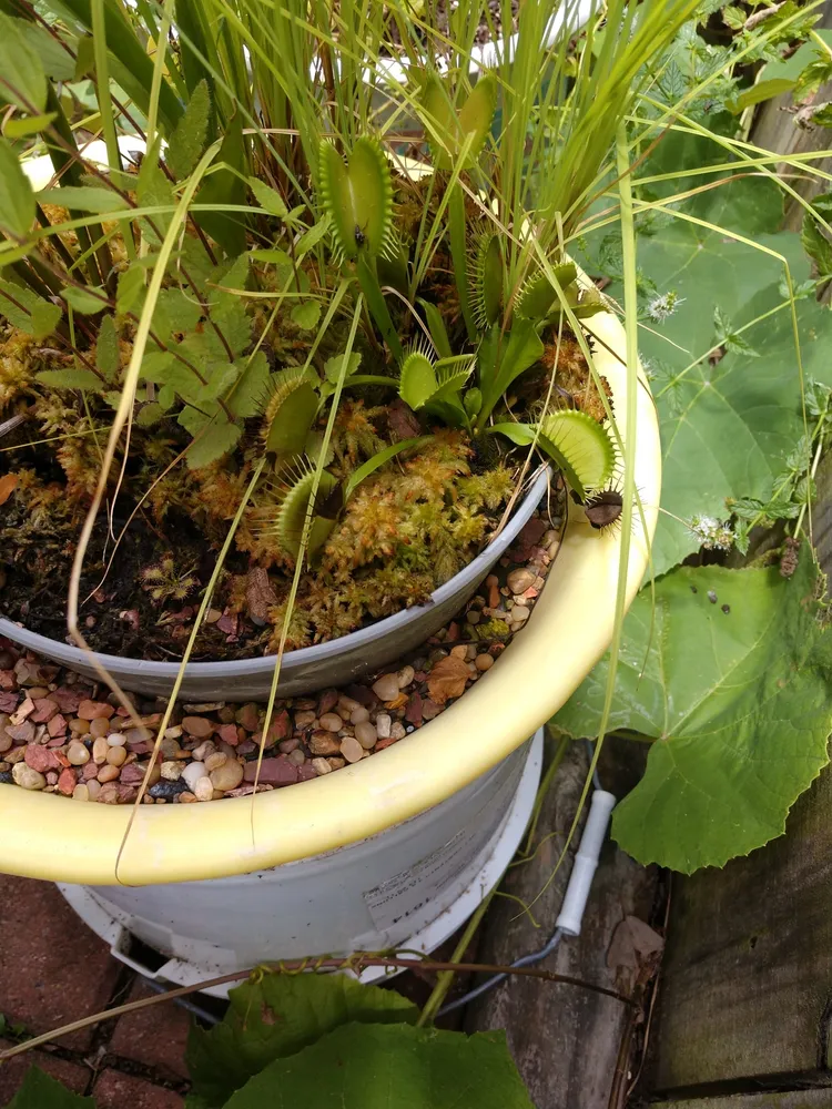 dionaea muscipula plant showing characteristic features