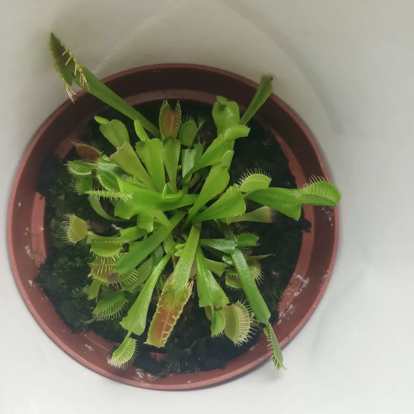 dionaea muscipula plant showing characteristic features