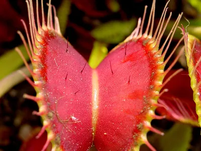thumbnail dionaea muscipula