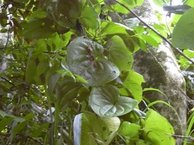 Image miniature dioscorea bulbifera