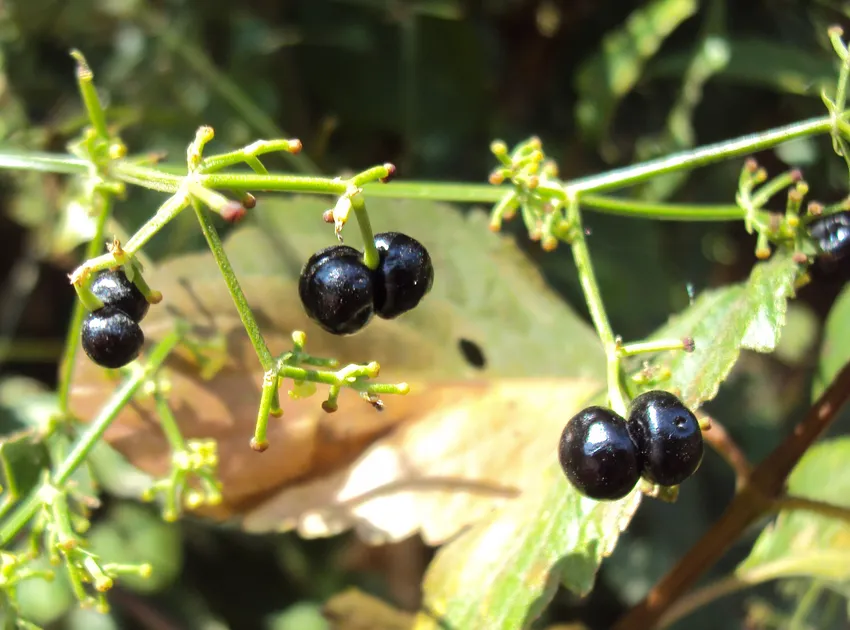 Plante dioscorea sylvatica montrant ses caractéristiques typiques