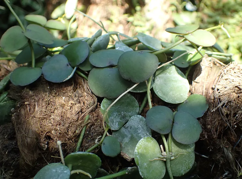 Plante dischidia astephana montrant ses caractéristiques typiques
