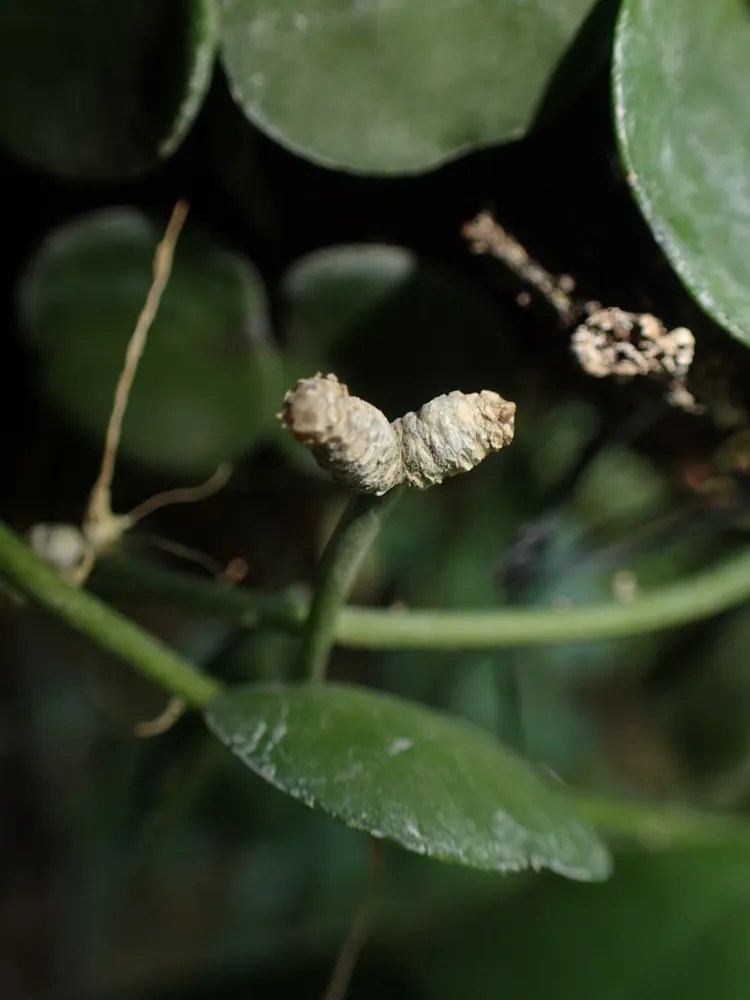Plante dischidia astephana montrant ses caractéristiques typiques